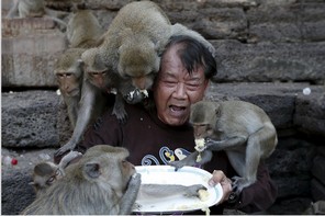華富里獼猴好口福 盛宴泰享受
