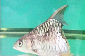 泰半條魚 頑強活半年染病菌亡